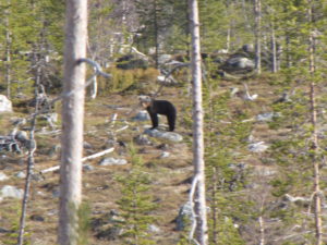 Keväällä sulalla maalla tavoitettu karhu seisoo vakaana, mutta kuvaajaa saattaa vähän jännittää.